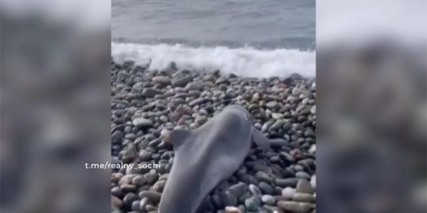 В Архипо-Осиповке на побережье обнаружили несколько мертвых дельфинов