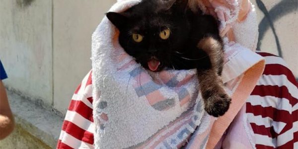 В Новороссийске спасатели освободили кота, застрявшего в щели между рамой и открытым окном