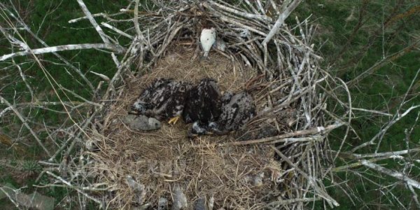 В Приазовском заказнике в семействе орланов-белохвостов вывелись три птенца