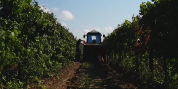 На Кубани сельхозпроизводители получат в 2022 году более 1 млн саженцев винограда