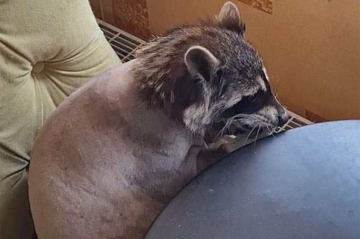 Внимание, розыск лысого енота! В Новороссийске хозяйка потеряла обритого питомца