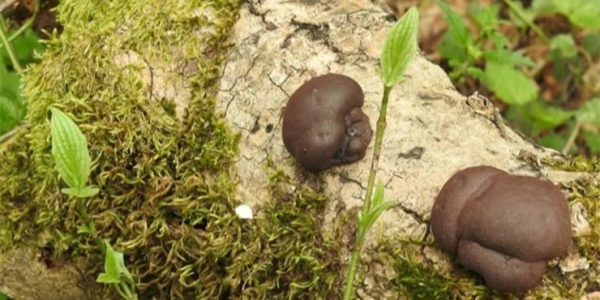 В Сочи биологи нацпарка впервые обнаружили очень редкий гриб — дальдинию концентрическую