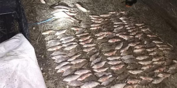 В Краснодарском крае троих браконьеров осудили за вылов рыбы на 4,4 млн рублей