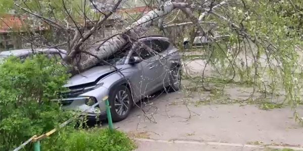 В Краснодаре ураганный ветер начал валить деревья на припаркованные автомобили