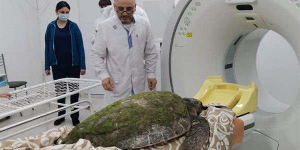 В горбольнице Анапы найденной черепахе сделали компьютерную томографию