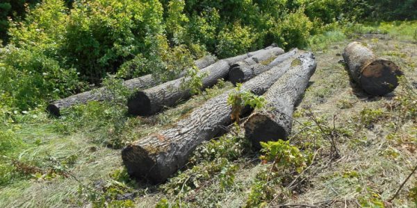 В Краснодарском крае в двух лесничествах незаконно вырубали деревья