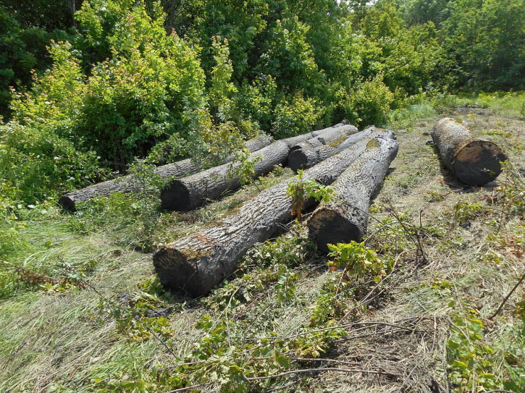 В Краснодарском крае в двух лесничествах незаконно вырубали деревья