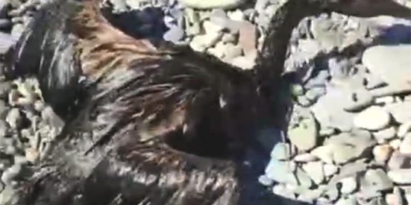 Росприроднадзор проверил пляжи Анапы после появления видео с птицей в мазуте
