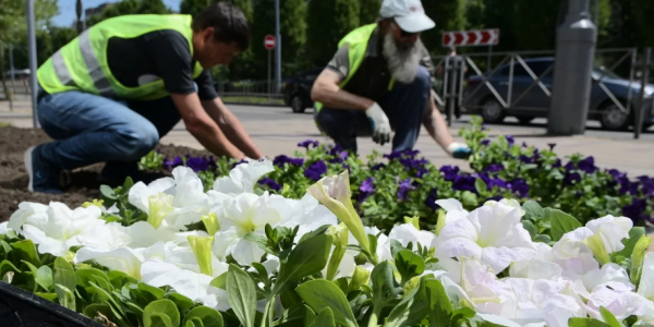В Краснодаре весной планируют посадить около 300 тыс. цветов