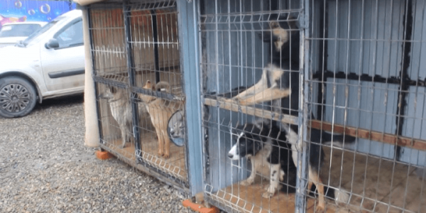 «Краснодог» с 16 апреля продолжит работы по отлову и стерилизации собак