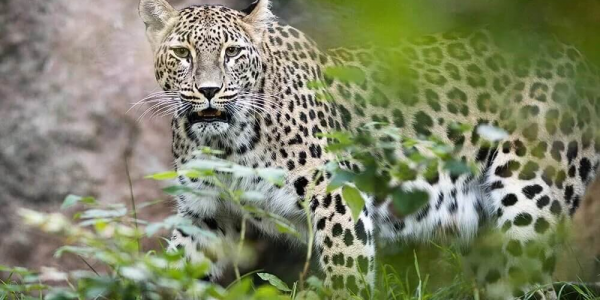 В Краснодарском крае официально ввели День переднеазиатского леопарда