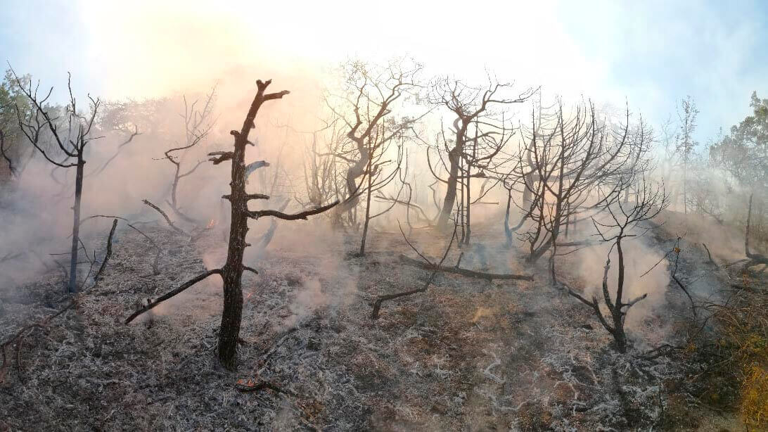 В Анапе осудили директора, по вине которого сгорело более 126 га леса в «Утрише»