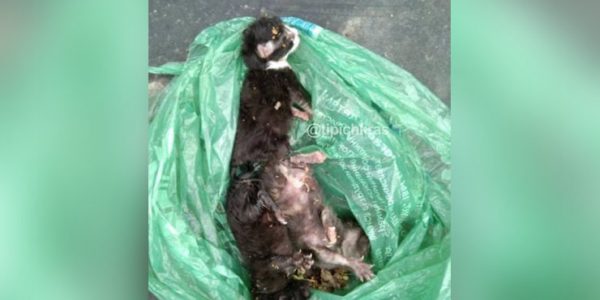 В Краснодаре в мусорном баке нашли пакет с живыми котятами