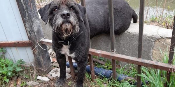 В Новороссийске спасатели помогли собаке, которая застряла в заборе