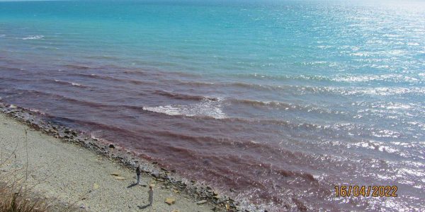 Черное море у берегов Анапы вновь стало красным