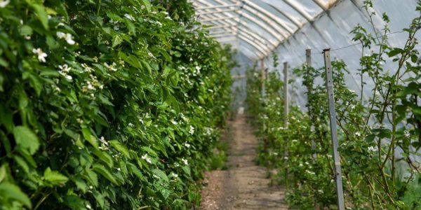 В Сочи в 2023 году в новом ягодном комплексе планируют собрать 20 тонн органической ежевики