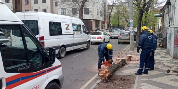 С улиц Краснодара за день убрали 14 упавших деревьев