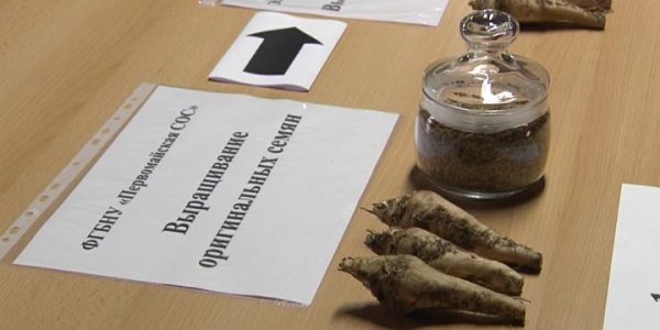 В Краснодарском крае планируют увеличить долю отечественных семян сахарной свеклы