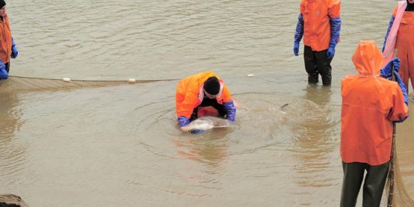 В Курганинском районе в реку Лаба выпустили зрелых особей азовской белуги