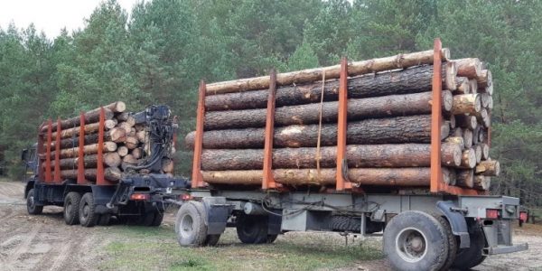 В Краснодарском крае задержали КамАЗ, перевозивший спиленные дубы по поддельным документам