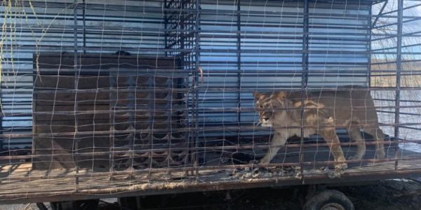В Краснодарском крае из станичного зоопарка изъяли медведя, льва и коршуна