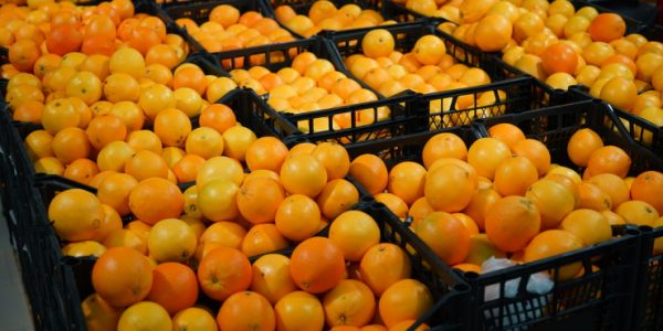 В Новороссийске задержали 22 тонны зараженных апельсинов из Египта