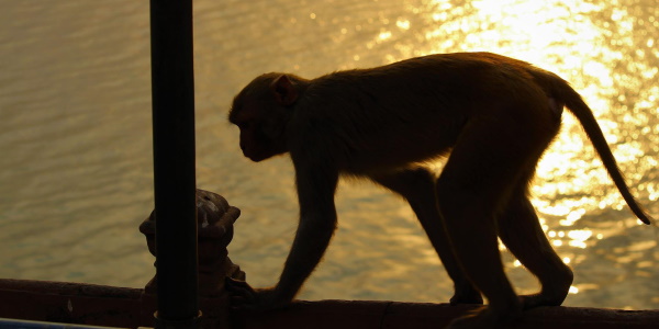 Оспа обезьян — новая мировая угроза или преждевременная паника?