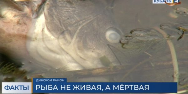 Росрыболовство проведет экспертизу по факту массовой гибели рыбы в Динском районе