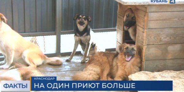 Новый приют для бездомных животных построят в пригороде Краснодара