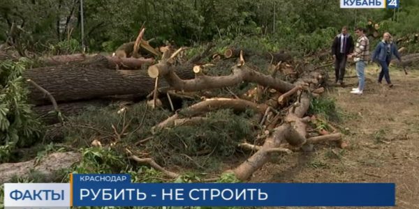В Краснодаре жители микрорайона Гидростроителей пожаловались на массовую вырубку деревьев