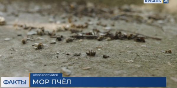 В Новороссийске по неизвестным причинам произошел мор пчел