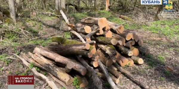 В Новопокровском районе мужчина спилил в лесничестве деревья на 350 тыс. рублей