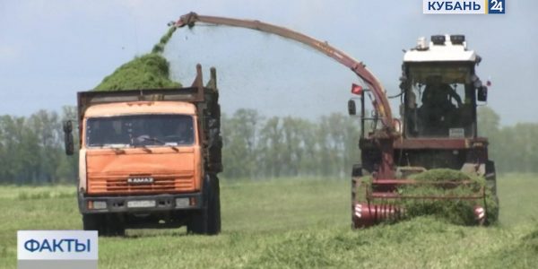 В Краснодарском крае началась заготовка зимнего корма для коров