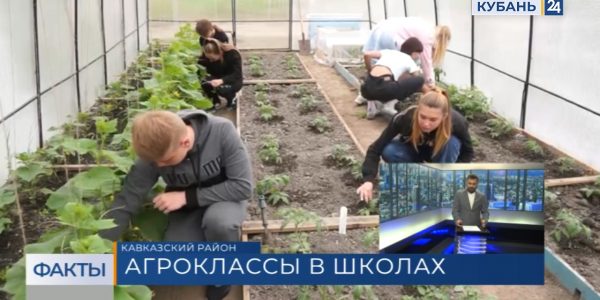 В Кавказском районе ученики казачьей школы выращивают овощи и цыплят