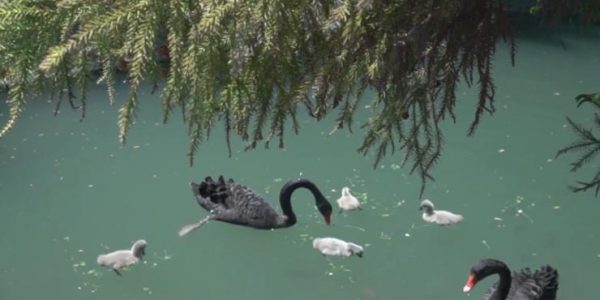 В парке «Южные культуры» в Сочи у черных лебедей впервые за несколько лет появились четыре птенца