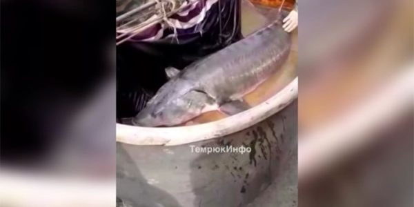 Фейковый улов: автор ролика о «Царь-рыбе» из Темрюкского района заплатит штраф