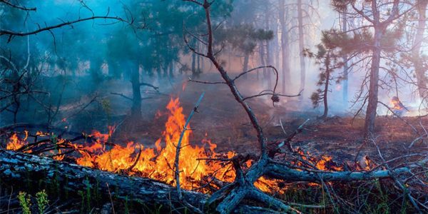 Суд дал 1,5 года исправительных работ жителю Геленджика, по вине которого выгорело 19,7 га леса