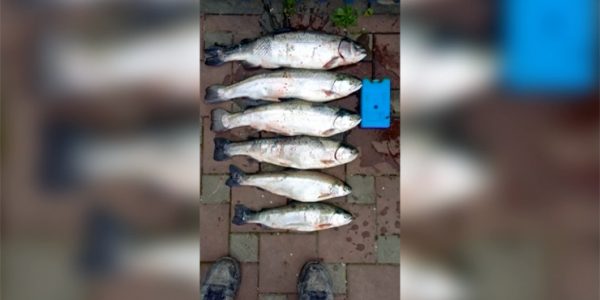 Штрафы за хвастовство: рыбаки опубликовали в интернете незаконный улов в заповеднике