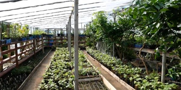 Тропический огород: пенсионер в Армавире выращивает экзотические фрукты в теплицах