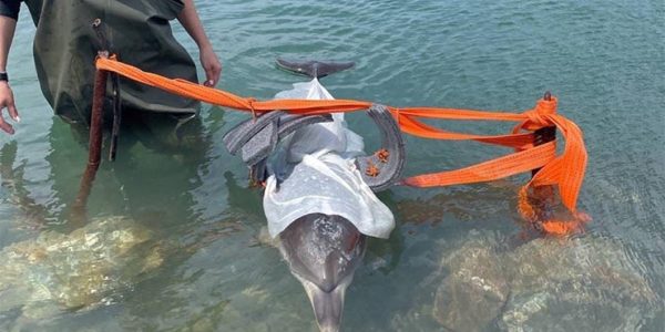 В Анапе волонтерам не удалось спасти заболевшего дельфиненка