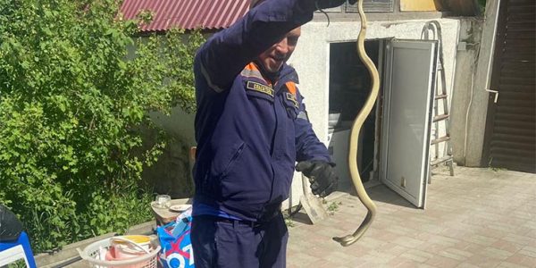 В селе под Новороссийском в частный дом заползла змея