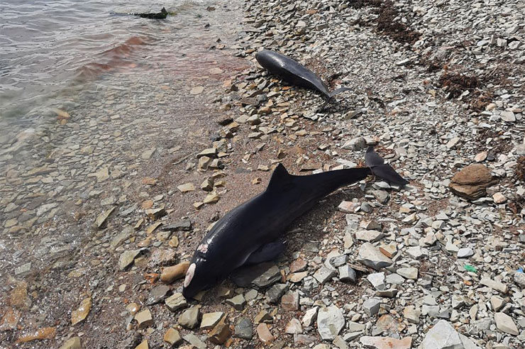 В Геленджике за месяц обнаружили рекордное за два года число мертвых дельфинов