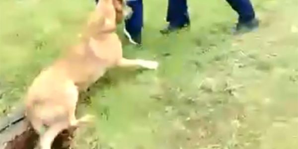 В Краснодаре спасатели вытащили из колодца собаку