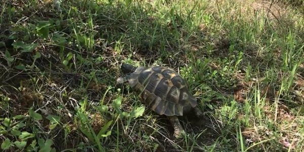 В Сочинском нацпарке выпустили на свободу краснокнижную черепаху Никольского