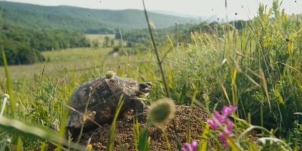 В Утришском заповеднике расплодились средиземноморские черепахи