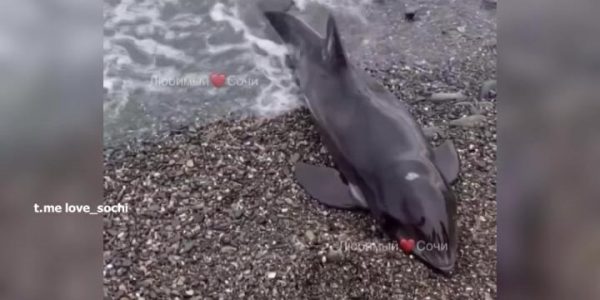 В Адлере на пляже отдыхающие обнаружили двух обессиленных дельфинят