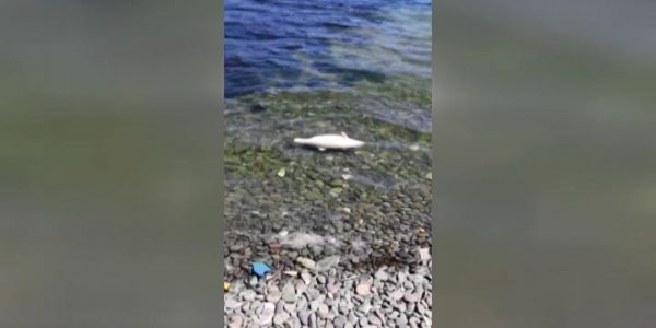 Около 200 дельфинов погибло в водах Черного моря за полтора месяца