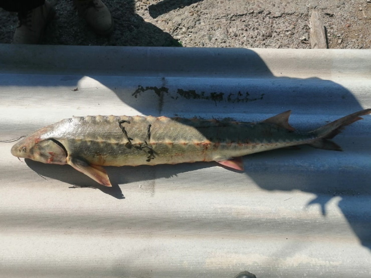 В Краснодарском крае рыболовецкую бригаду поймали с незаконным уловом осетров и судака
