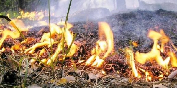 Площадь лесных пожаров в Краснодарском крае за два года уменьшилась в пять раз