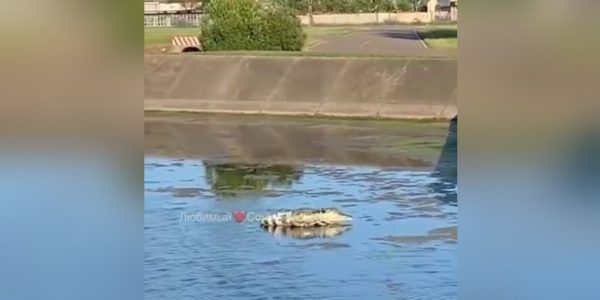 Аэропорт Сочи завел муляж крокодила для отпугивания птиц
